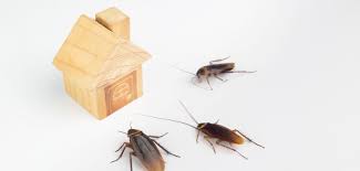 Le blatte arrivano sfruttando rotture e crepe all'interno della rete fognaria, sia di scarico acque nere, che a volte anche chiare. Blatte In Casa Da Dove Arrivano Mr Service