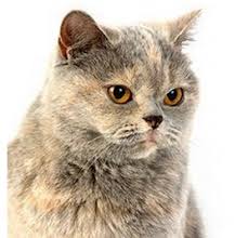 Short hair cat breeds come in all shapes, sizes and color varieties. Short Haired Cat Breeds Cat Breeds Encyclopedia