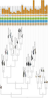Mammals phylogenetic classification with orders and families, with species. Allelic Diversity Of The Prdm9 Coding Minisatellite In Minke Whales Biorxiv