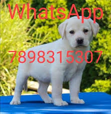 Free dog adoption in mumbai 2020 l dogs for adoption in march 2020 l dog adoption india this march you can adopt labrador. Cute Pure Breed Labrador Puppy Available N Dogs For Sale In Jagruti Nagar Mumbai Click In