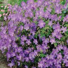 Image result for Geranium vagans