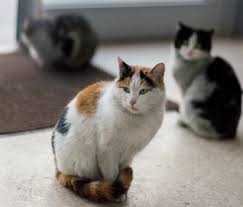 For example, it might be person a with 10 cats has plenty of space and meets those needs, while person b has 5 cats but lives in one room and can't provide properly. Rescuing Vs Hoarding How Many Pets Is Too Many