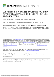 Image result for Ficus scassellatii