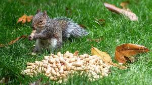 Cover the crushed shells in water. Do Squirrels Eat The Peanut Shell And Is It Safe