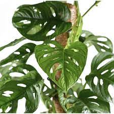 The common issue is yellow leaves if you notice the plant sprouting yellow leaves it's an indication there's something wrong with your watering schedule. Monstera Adansonii Care Growing Monstera Friedrichsthalii Plant