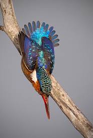 The Common Kingfisher Alcedo Atthis Photo By J Van Noorwvk Vogel Fotos Eisvogel Vogel Im Flug