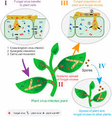 We did not find results for: Facilitative And Synergistic Interactions Between Fungal And Plant Viruses Pnas