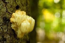 Check spelling or type a new query. Lion S Mane Mushrooms Benefits Vs Sneaky Side Effects Gene Food