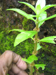 Image result for Bergia capensis