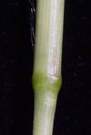 Image result for Eragrostis aspera