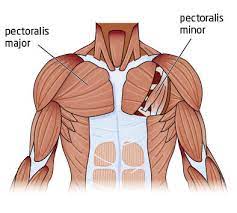 The triceps are heavily involved with pressing movements used 5 day splits are very popular, especially in the realm of mainstream bodybuilding magazines. The Massive Muscle Anatomy And Body Building Guide You Always Wanted Thehealthsite Com