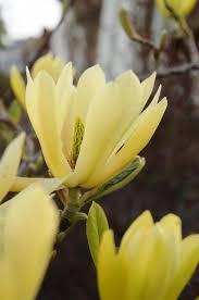 Image result for magnolia genia