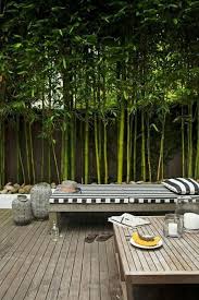 Modern Bamboo Gardening Ideas For Backyard Backyard Bamboo Garden Backyard Landscaping