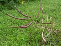 Image result for Senna occidentalis