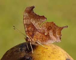 Maybe you would like to learn more about one of these? Question Mark Alabama Butterfly Atlas