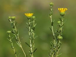 Image result for Gunillaea