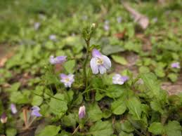 Image result for Phrymaceae