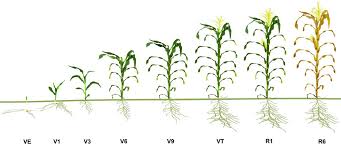 A few environmental factors can explain corn stalks that won't grow tall, but it's not the end of the world when it comes to harvest. Staging Corn Growth Pioneer Seeds