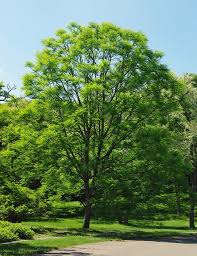 It grows up to 30 feet, with a spread of about 25 feet. 15 Of The Best Shade Trees For Salt Lake City Yards Lawnstarter