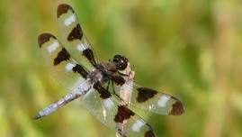 Celebrate National Dragonfly Day