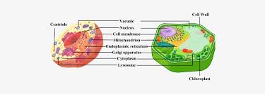 Maybe you would like to learn more about one of these? Expert Answer Vacuole Plant And Animal Transparent Png 514x374 Free Download On Nicepng