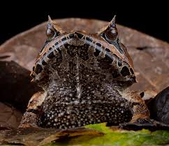 Image result for Hemiphractus bubalus