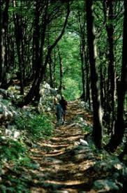 Maybe you would like to learn more about one of these? National Park Risnjak Visitors Guide
