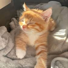 Image result for adorable cat