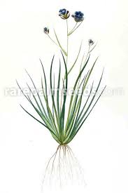 Image result for Aristea angolensis