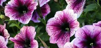 Cuales Son Las Mejores Plantas Y Flores Para El Balcon Plantas Flores Balcones