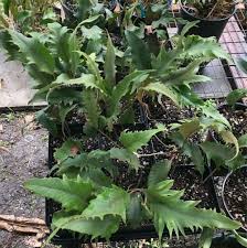 Image result for Pyrrosia