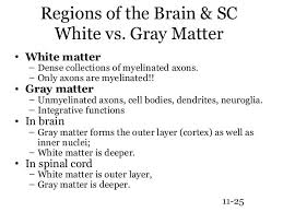 150 Ch11 Neurology Neurology Brain Anatomy And Function White Matter