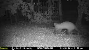 Marder im garten im garten kann ein marder nützlich sein. Marder Im Garten 2 Marten In Garten 2 Moultrie M 990i Youtube