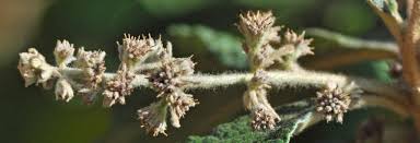 Image result for Tarchonanthus trilobus