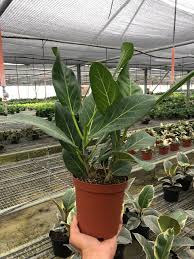 Image result for Ficus variifolia