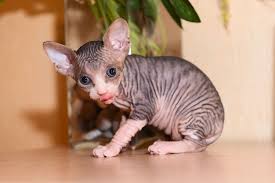 Many breeds available, even puppies and kittens. Sphynx Kitten Adoption Nyc In 2020 Kitten Adoption Sphynx Kittens For Sale Sphynx Cat