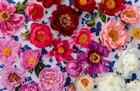 Peonies produce large, showy flowers in a variety of colors. How To Grow And Care For Peonies 2021 Types Of Peonies