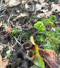Image result for Craterellus fallax