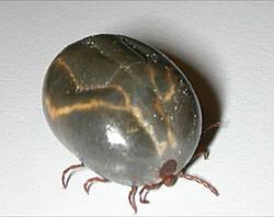 Image result for Tick Paralysis
