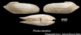Image result for Daknopholis