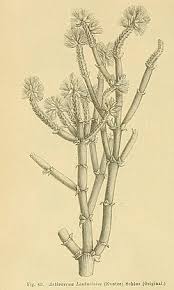Image result for Arthraerua leubnitziae