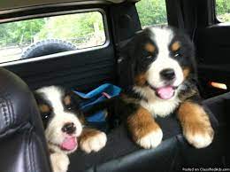 Find bernese mountain dog puppies and breeders in your area and helpful bernese mountain dog information. Bernese Mountain Dog Puppies Akc Registered Price 800 00 For Sale In Alpharetta Georgia Best Pets Online