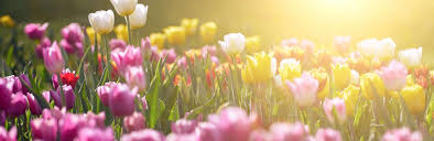 We did not find results for: How And When To Plant Tulips Love The Garden