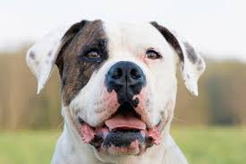 They may also be called the johnson type or the scott type. Everything About Your American Bulldog Luv My Dogs