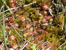 Image result for Droseraceae