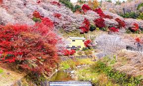Banyak sekali lukisan jepang yang umumnya berbasis chat air mengabadikan keindahan bunga sakura yang biasanya berbunga serentak di musim semi dan musim gugur. Obara Shikizakura Saat Momiji Musim Gugur Bertemu Sakura Musim Semi Liburan Ke Jepang