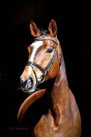 2021 royal melbourne show 1st october 2021 70 days to go coach educator. Dressage Royal Posts Facebook