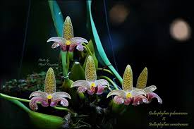 Image result for Bulbophyllum prorepens