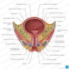 Image result for Bladder Anatomy