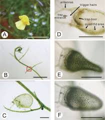 Image result for Utricularia gibba